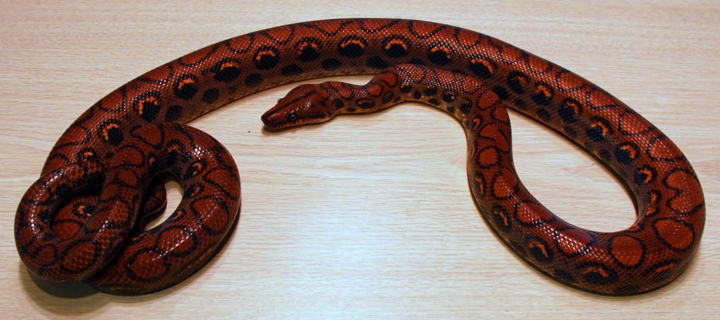 Brazilian Rainbow Boa Care Sheet – Reptiles by Mack