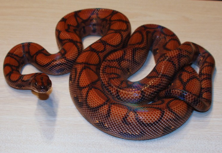 🔥 Brazilian Rainbow Boa : r/snakes